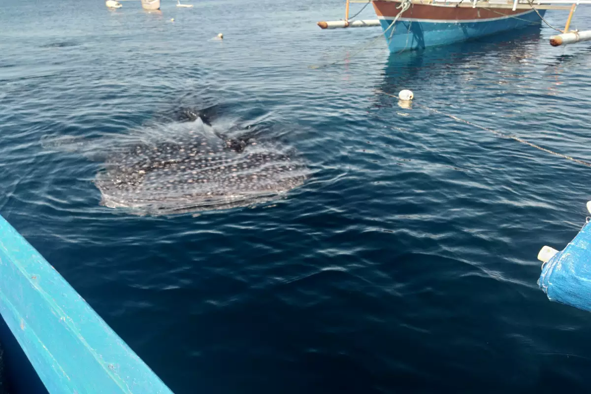Mit Walhaien schwimmen in Gorontalo – Das unvergessliche Highlight auf dem Weg zu den Togian Islands
